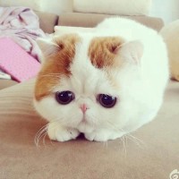 Vệ sinh áo phủ ghế tiệc cưới, đệm ghế đúng cách